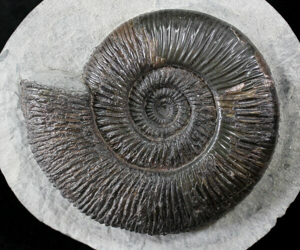 Very Nice Dactylioceras Ammonite In Concretion #23239